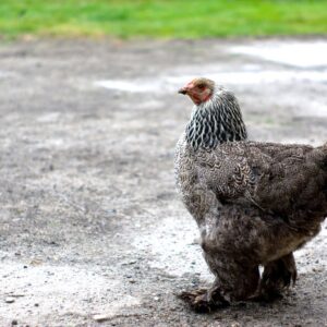 Dark Brahma Chicken (Female)
