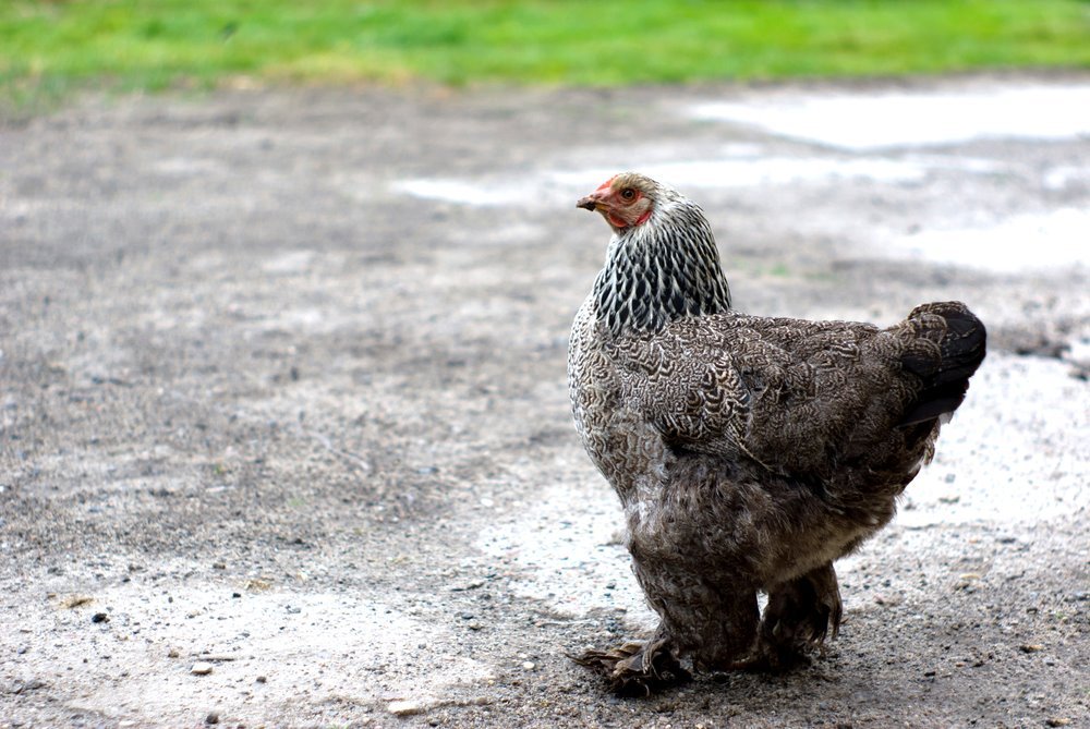 Dark Brahma Chicken (Female)