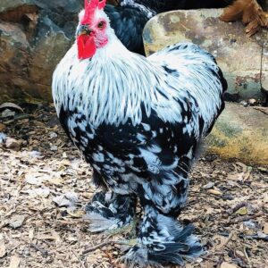SILVER PENCILED COCHIN BANTAM
