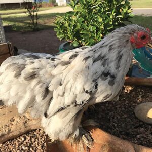 SPLASH COCHIN BANTAM