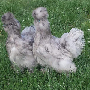 silkie chickens for sale