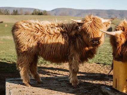 Knockout Punch - Image 3