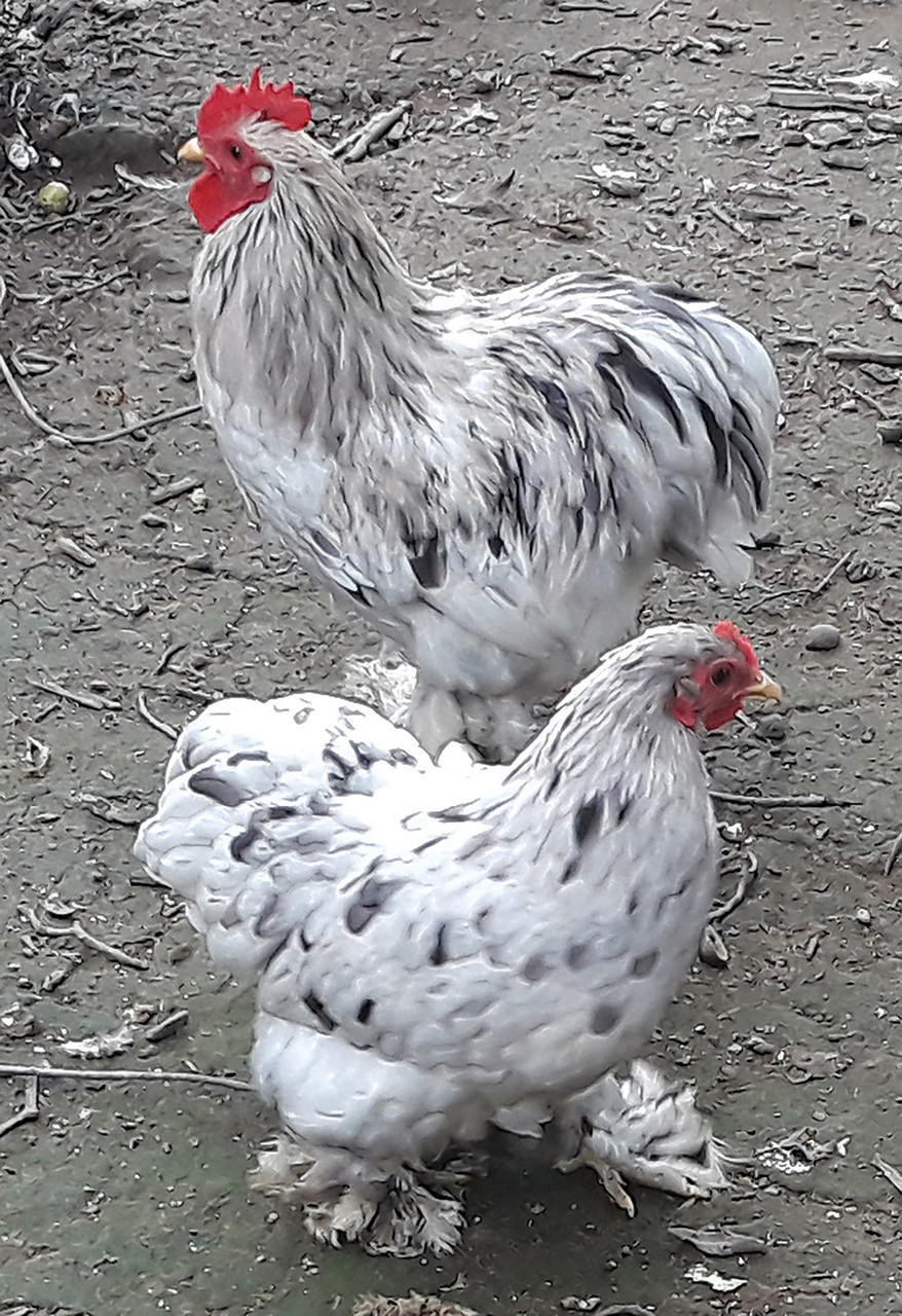 standard cochin chickens for sale