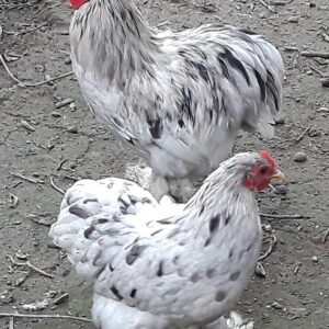 standard cochin chickens for sale