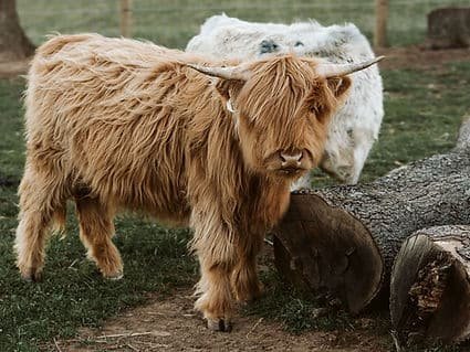 Knockout Punch - Image 2