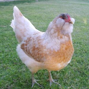 Easter Egger Bantam