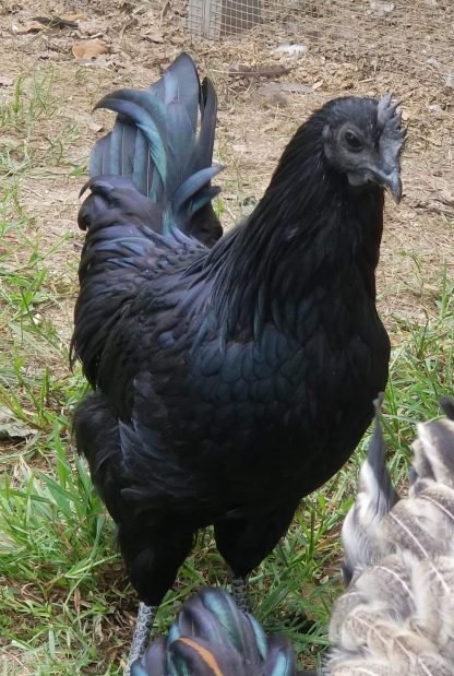 ayam cemani black rooste - Image 2