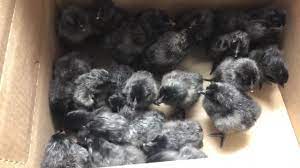 ayam cemani chicks - Image 2