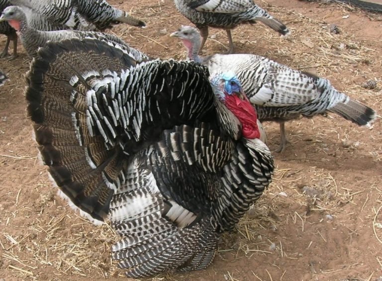 Narragansett Turkey - Image 2