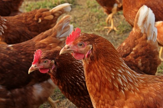 Lohmann Brown Chicken - Image 2