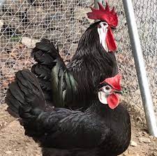 white-faced black spanish chicken