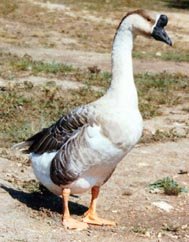 African Geese
