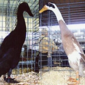 Hatchery Choice Runner Ducks